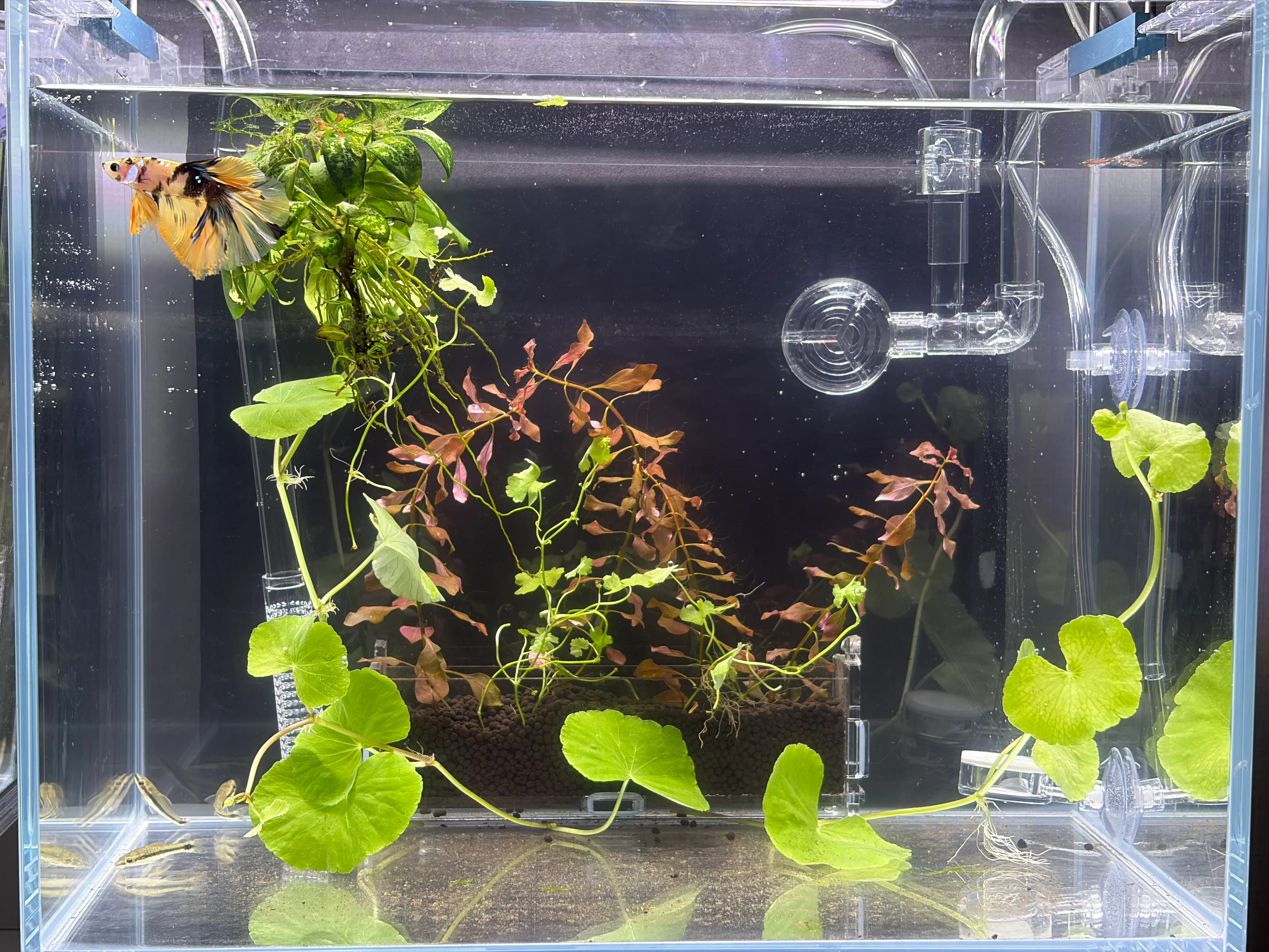 🐠