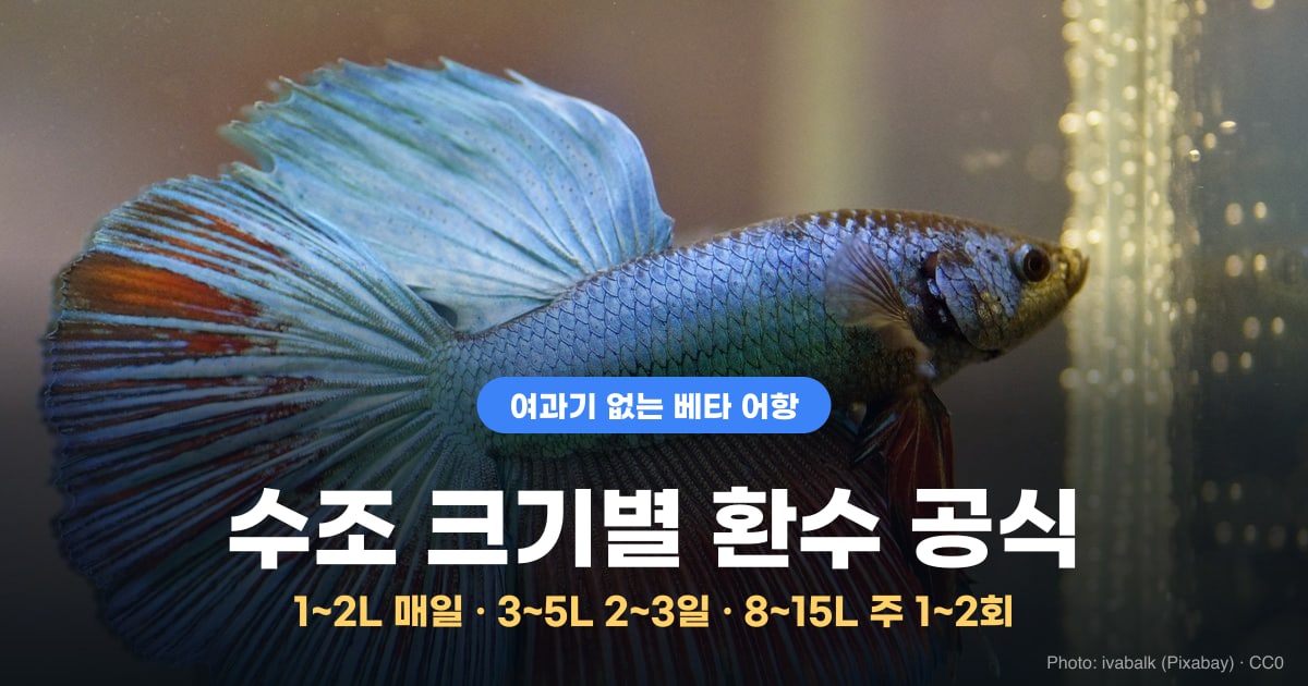 지느러미를 활짝 펼친 하프문 베타 사진 위에 '여과기 없는 베타 어항, 수조 크기별 환수 공식, 1~2L 매일 · 3~5L 2~3일 · 8~15L 주 1~2회'라고 적힌 썸네일
