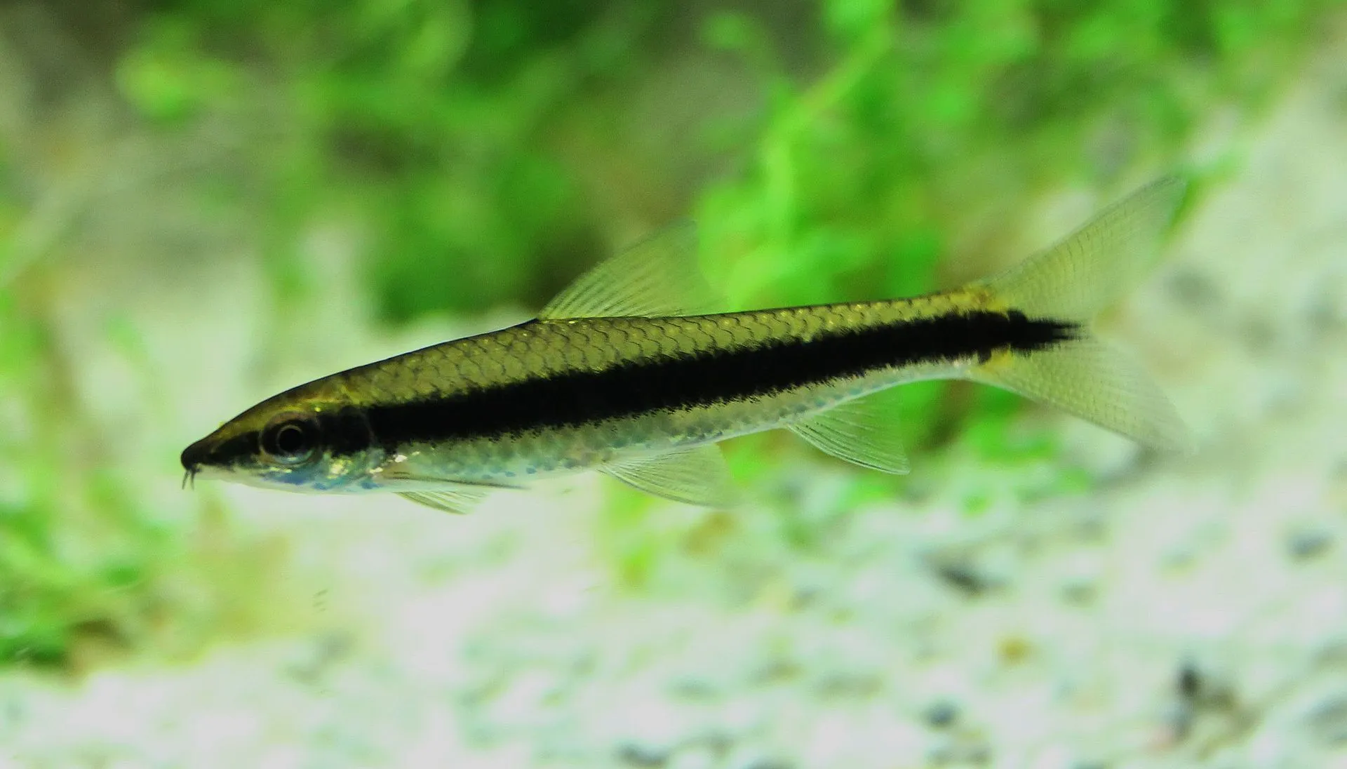 시아미즈 알지이터