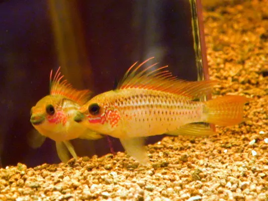 아피스토그라마 에렘노피지 - 사진