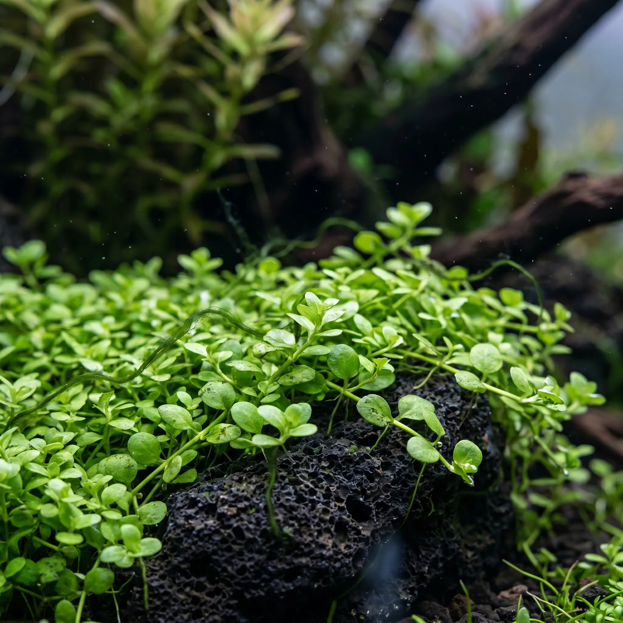 미크란테뭄 '몬테카를로' - 사진