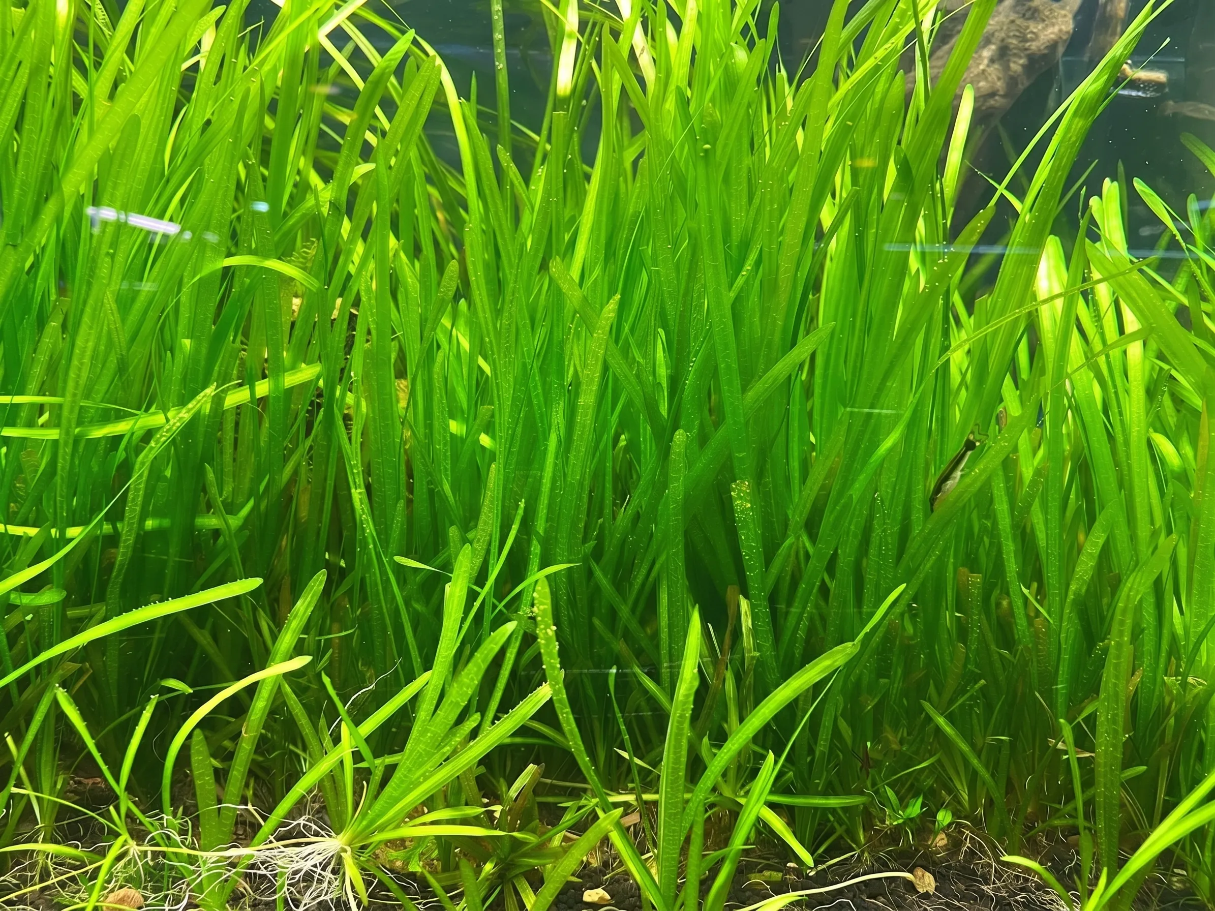 발리스네리아