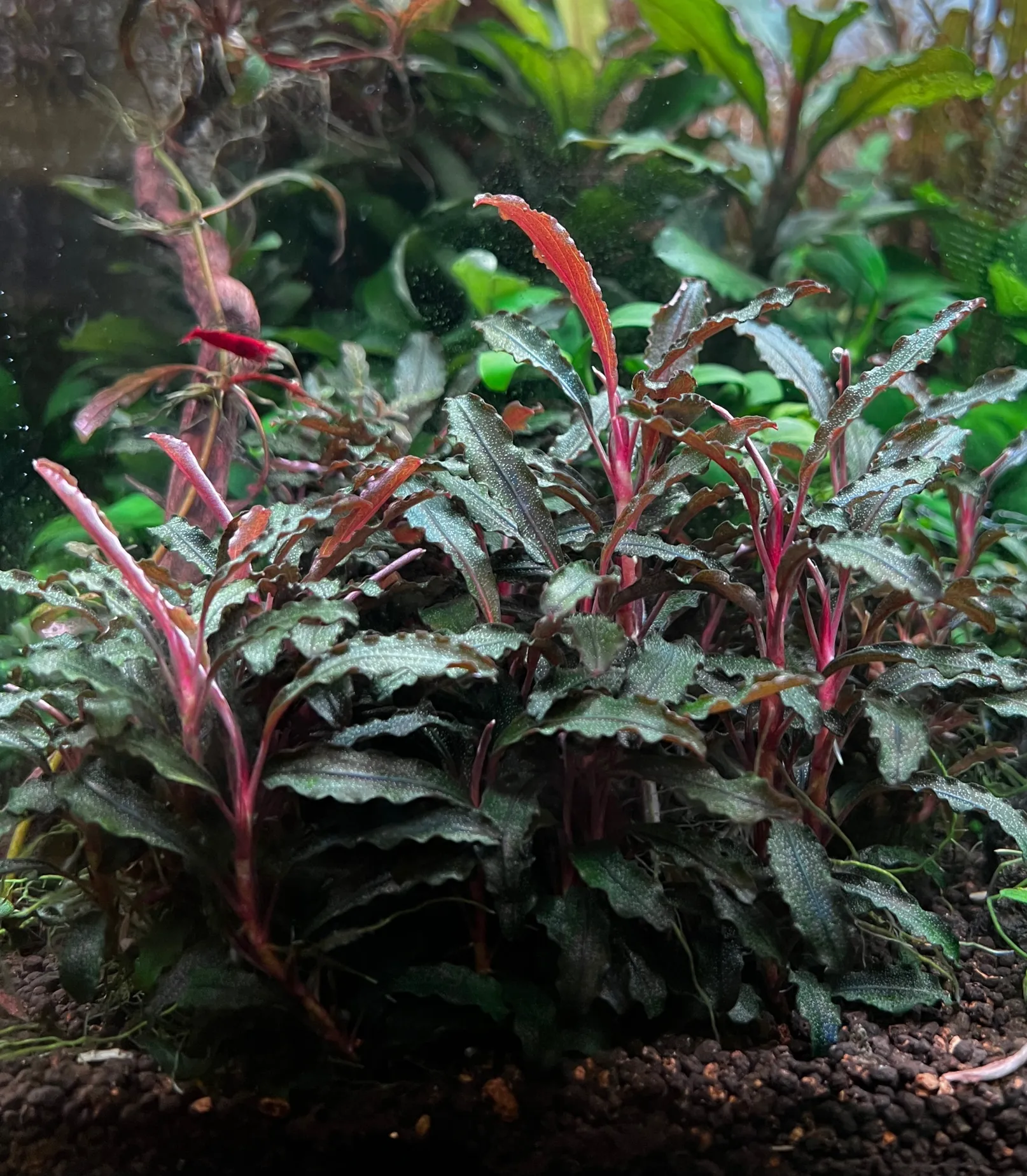 부세파란드라 케다강 - 대표 이미지