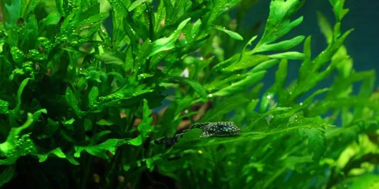 볼비티스 헤우델로티 - 사진